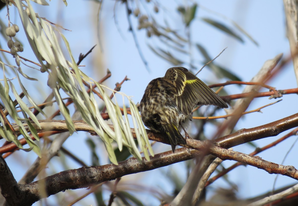 Pine Siskin - ML645474902