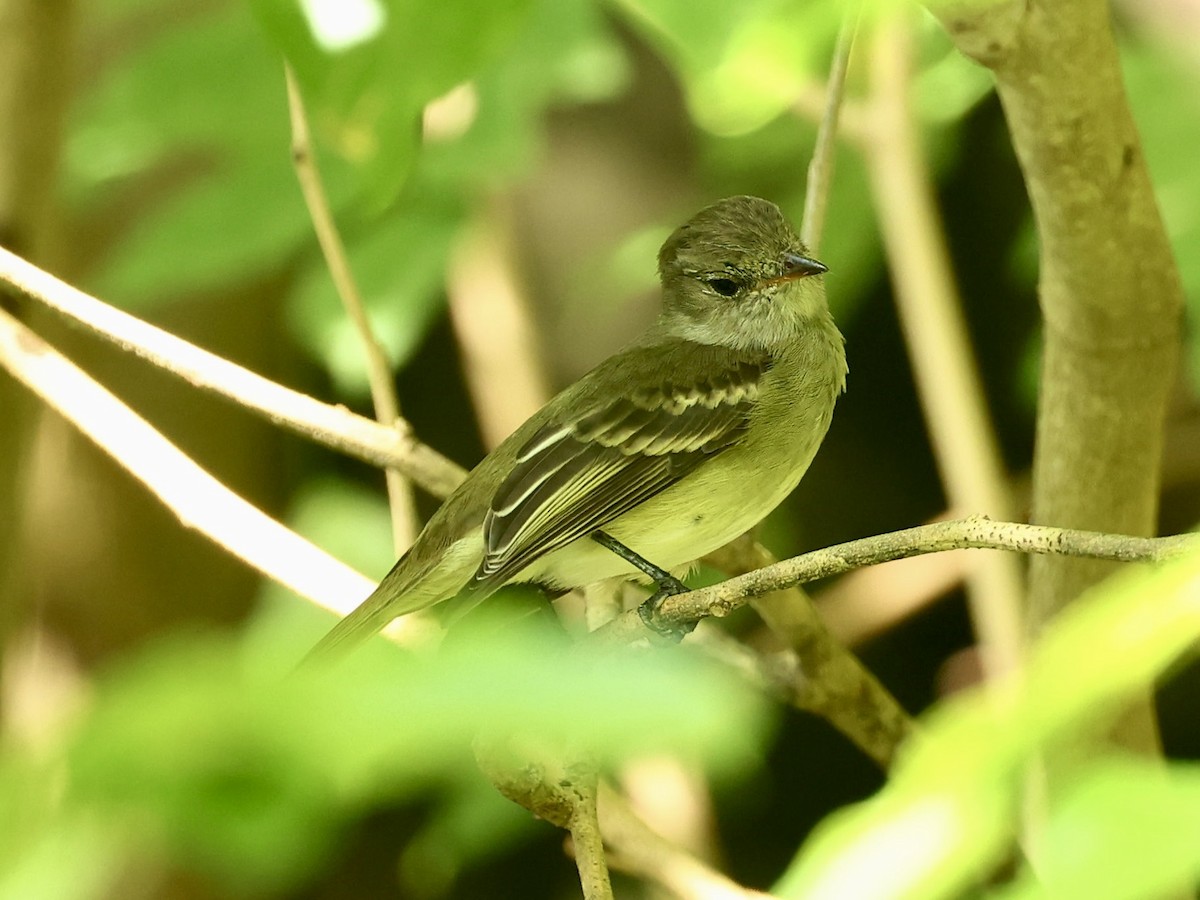 Caribbean Elaenia (Caribbean) - ML645474912