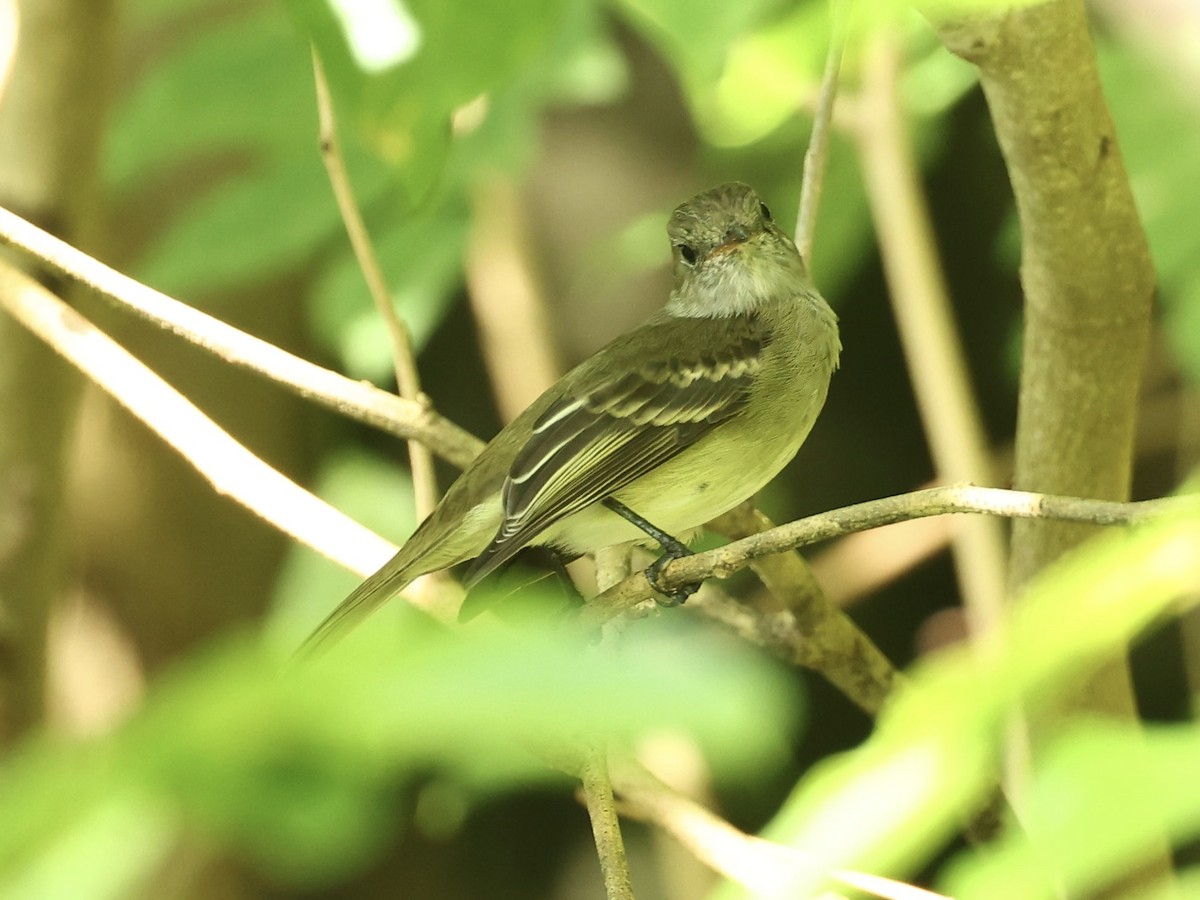 Caribbean Elaenia (Caribbean) - ML645474913