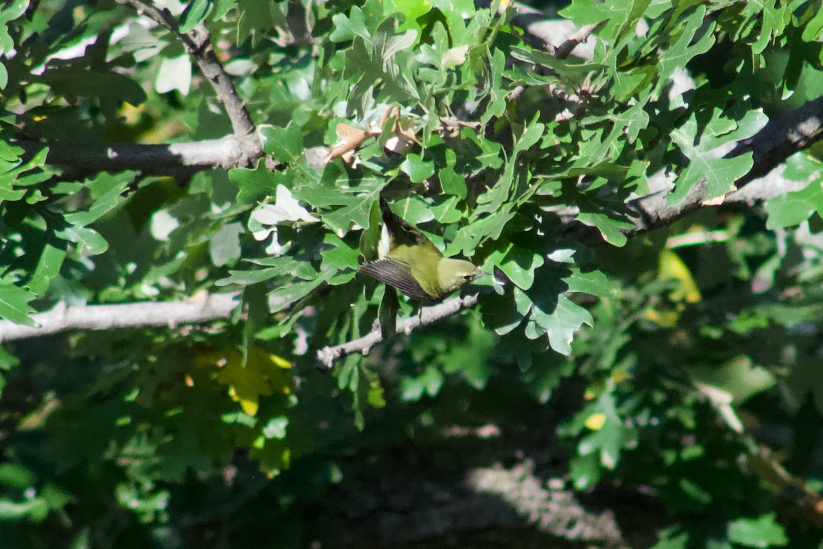 Tennessee Warbler - ML645474914