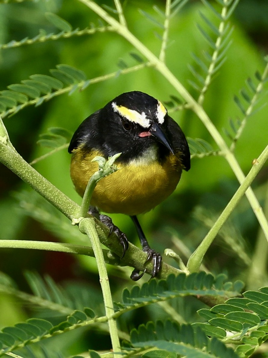 Bananaquit (Lesser Antillean) - ML645474935