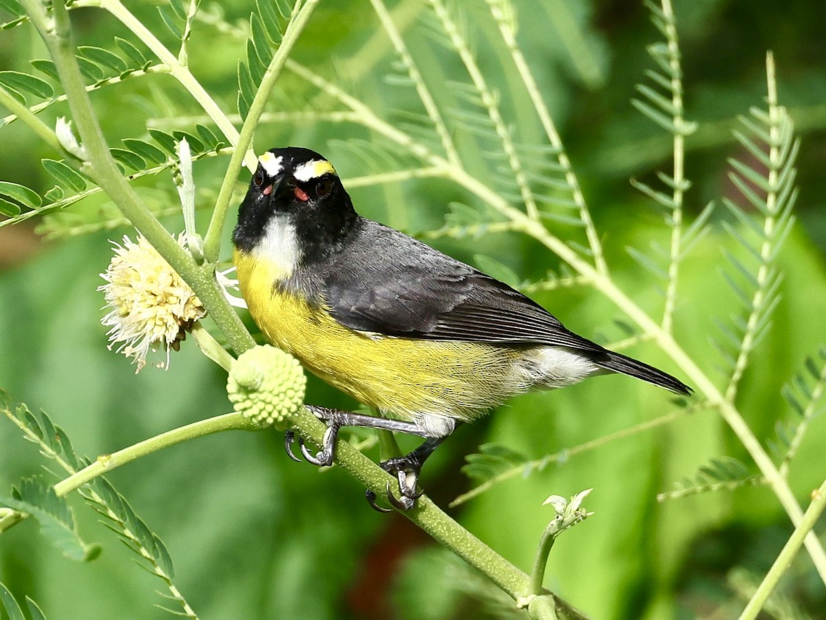 Bananaquit (Lesser Antillean) - ML645474936