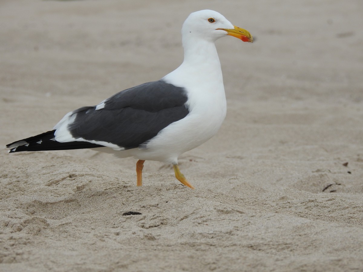 Yellow-footed Gull - ML645474938
