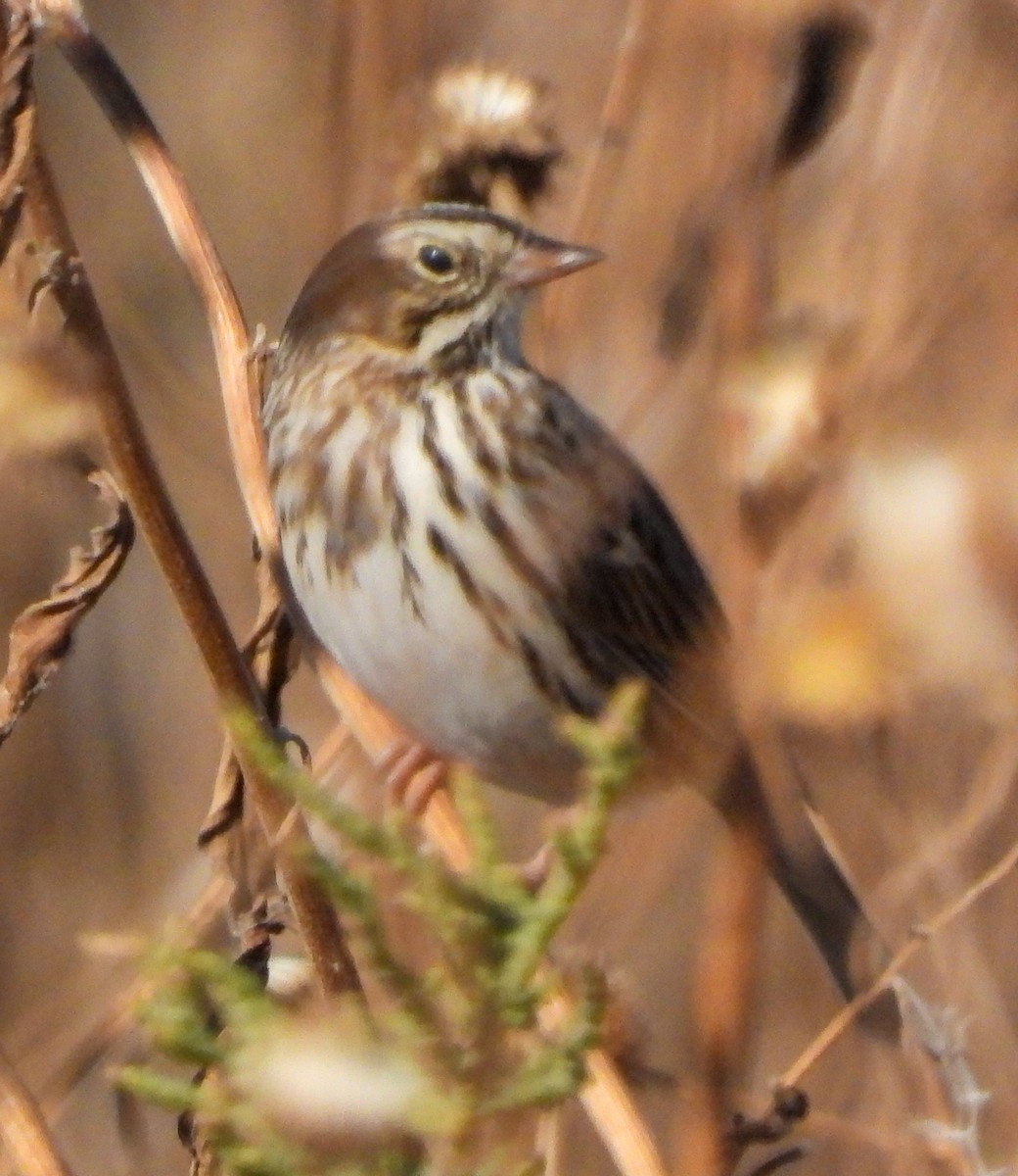 Savannah Sparrow - ML645474939