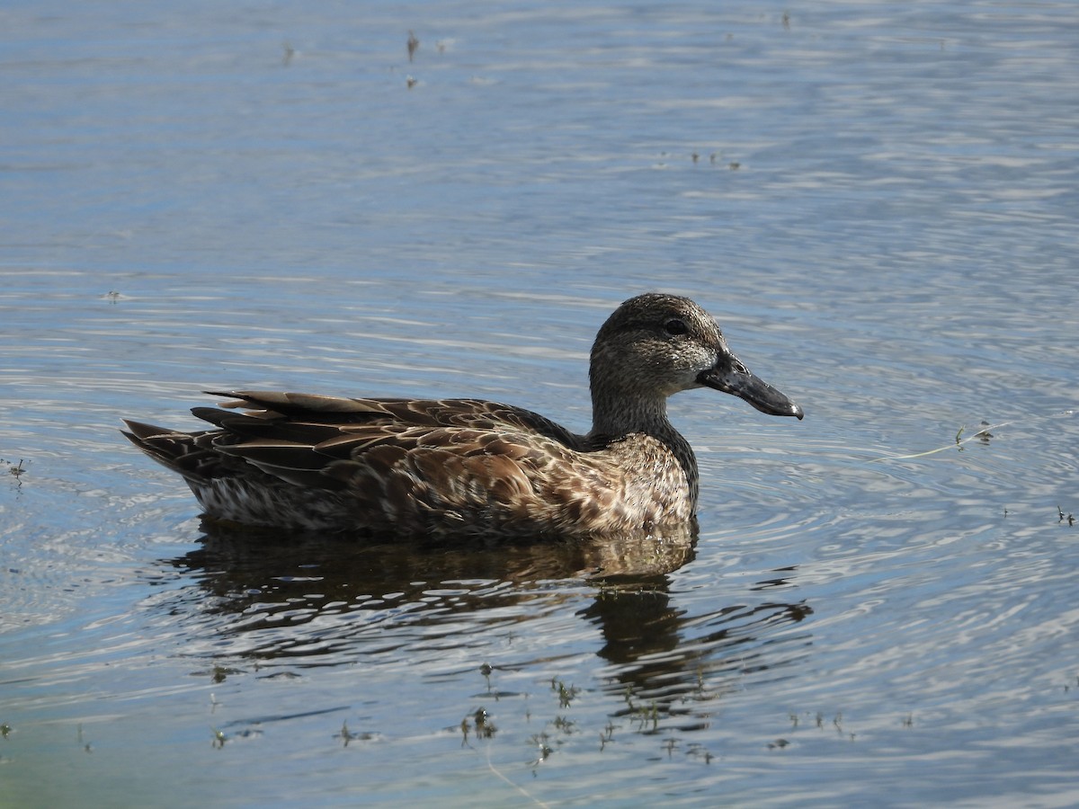 Zertzeta hegalurdina - ML645474940