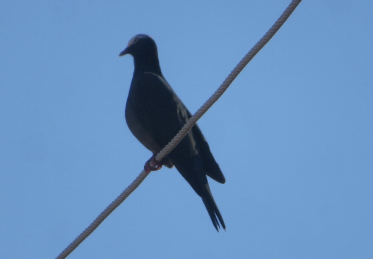 White-crowned Pigeon - ML645474952