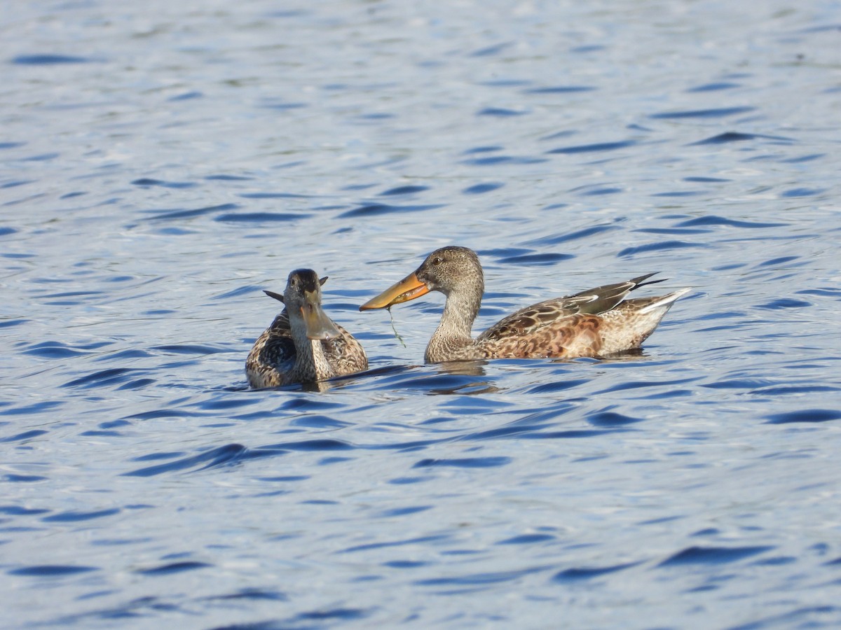 Mestolone - ML645474954