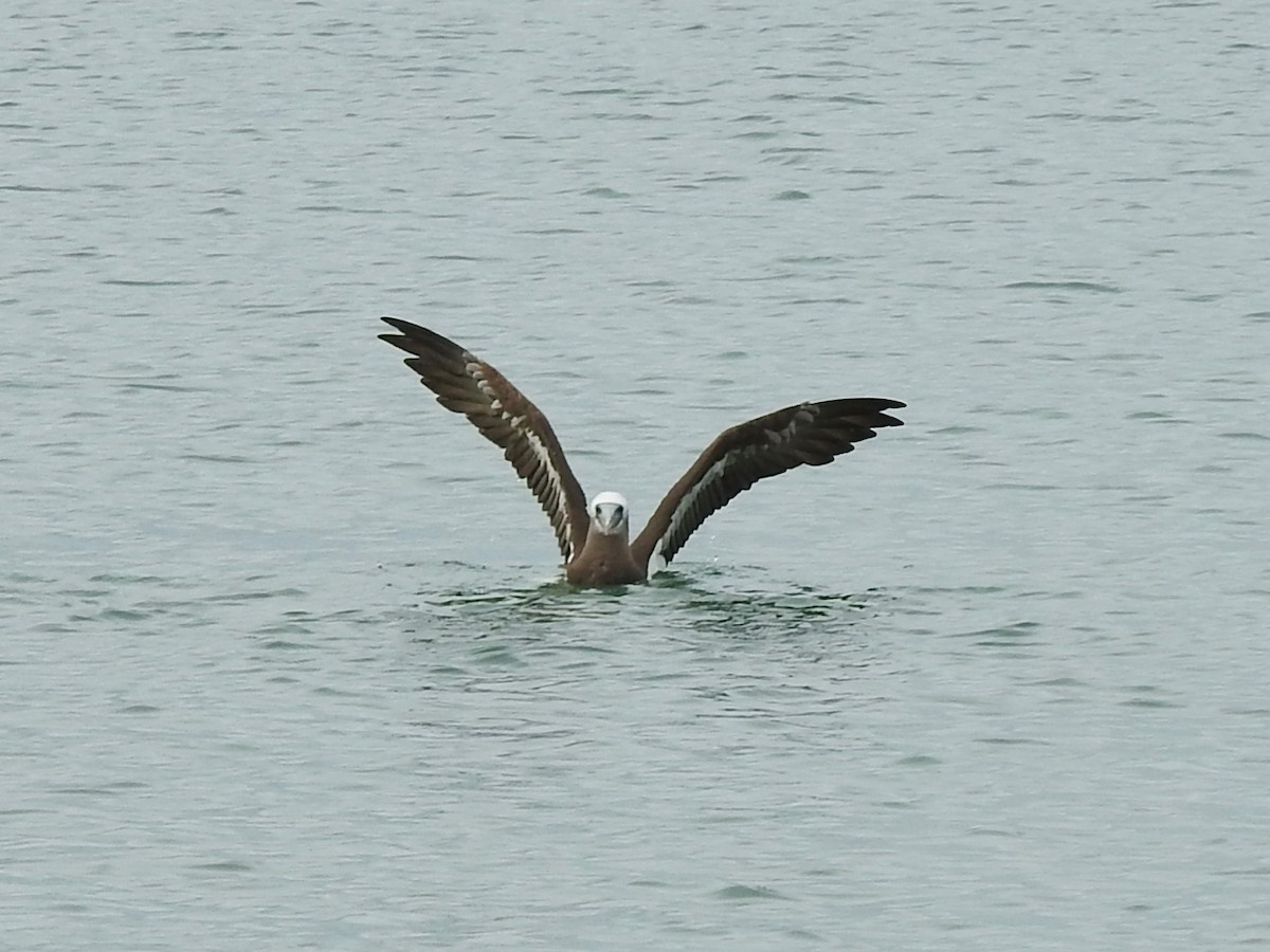 Cocos Booby - ML645474957