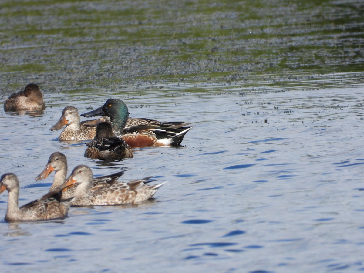 Mestolone - ML645474958