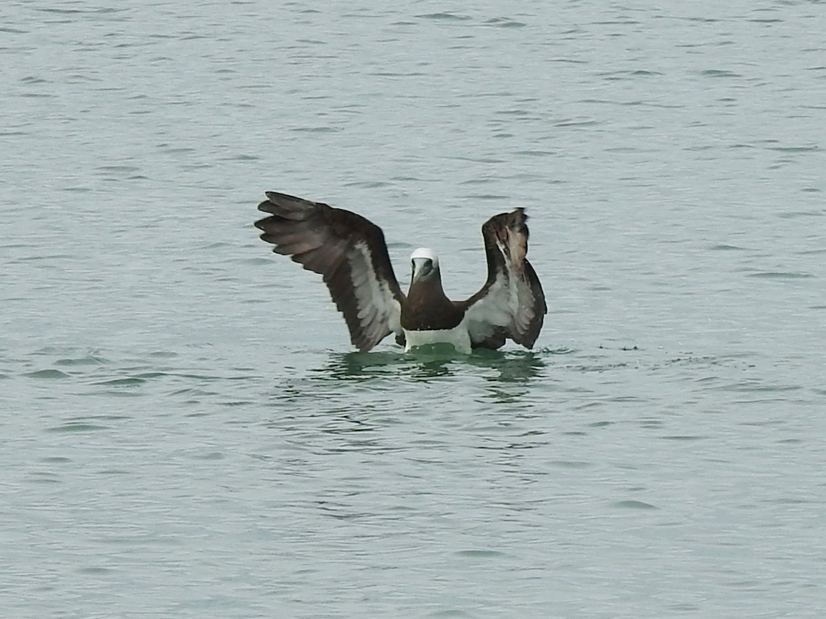 Cocos Booby - ML645474959