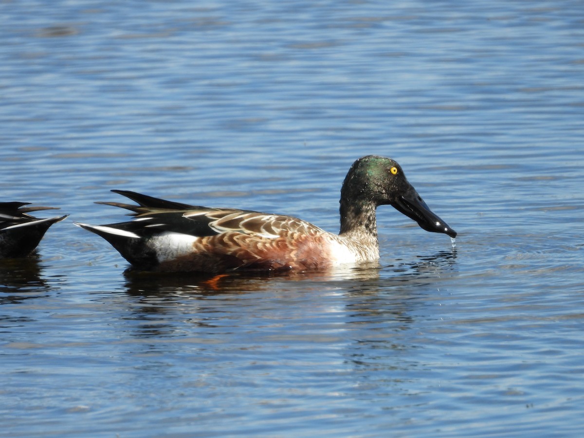 Mestolone - ML645474968