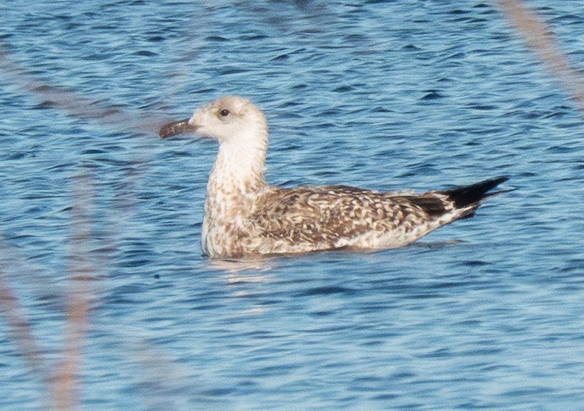 Büyük Kara Sırtlı Martı - ML645474971