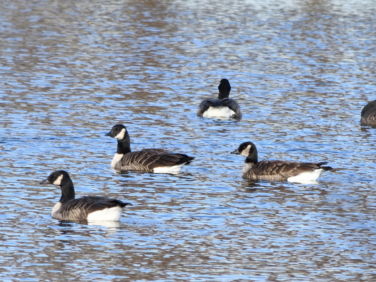 Cackling/Canada Goose - ML645474973