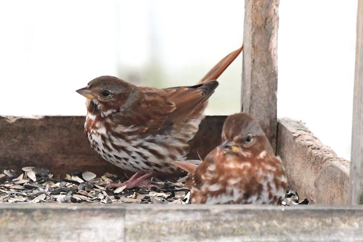 Fox Sparrow - ML645474976
