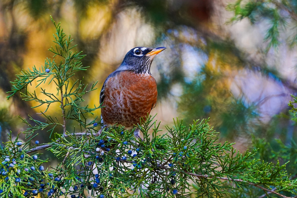 コマツグミ - ML645474980