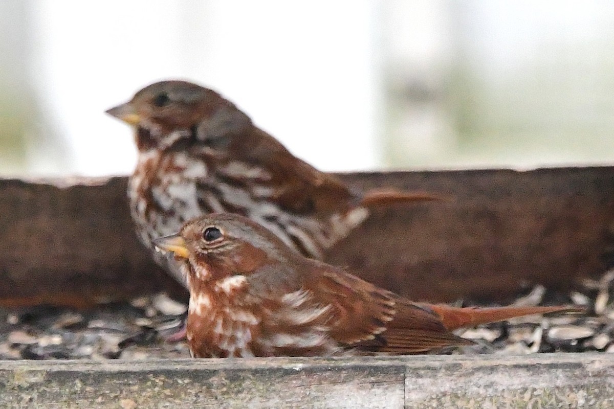Fox Sparrow - ML645474985