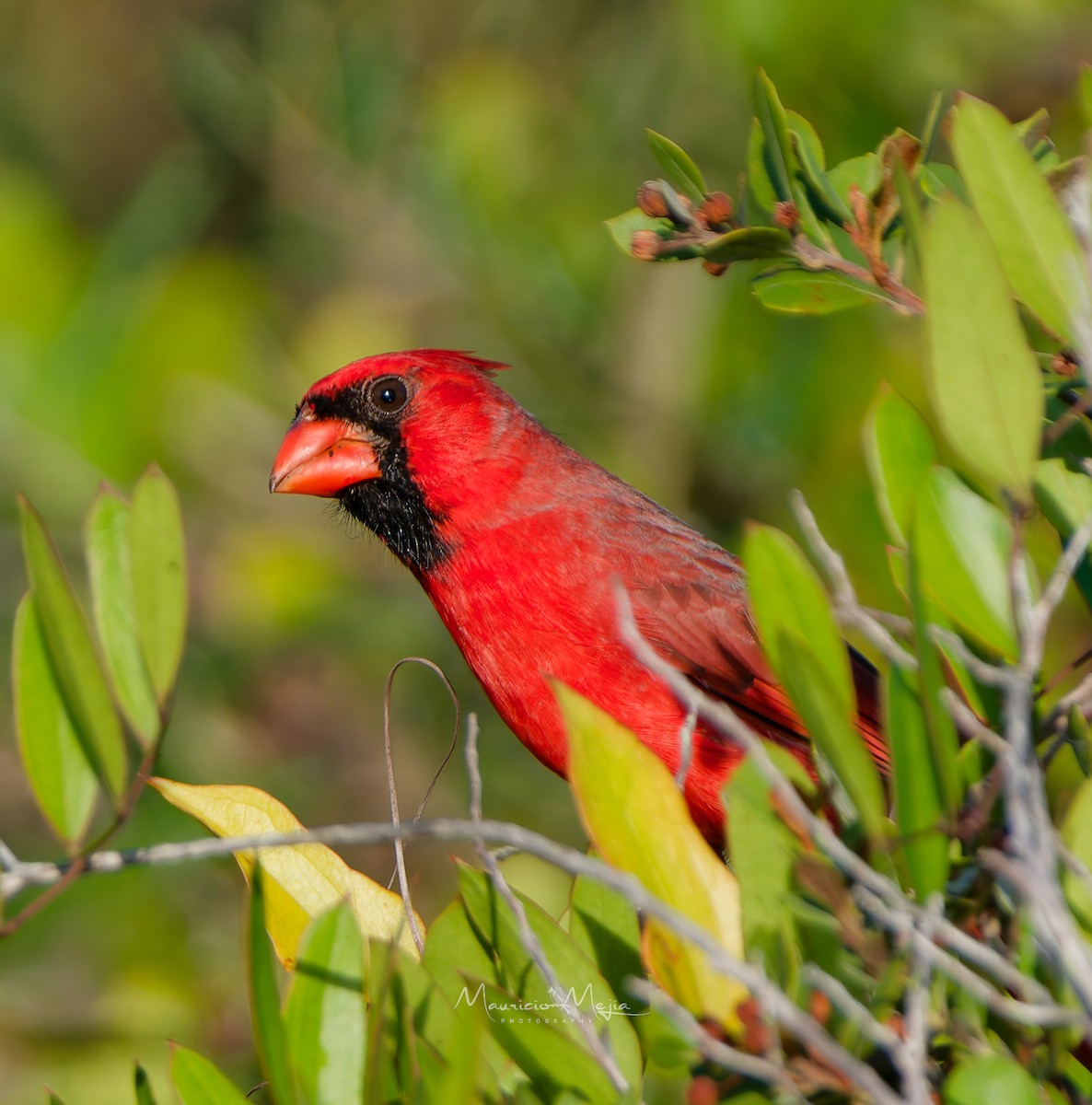 Northern Cardinal - ML645474996