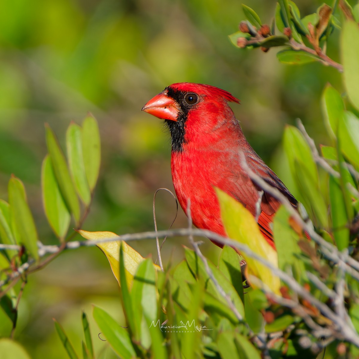 Northern Cardinal - ML645474997