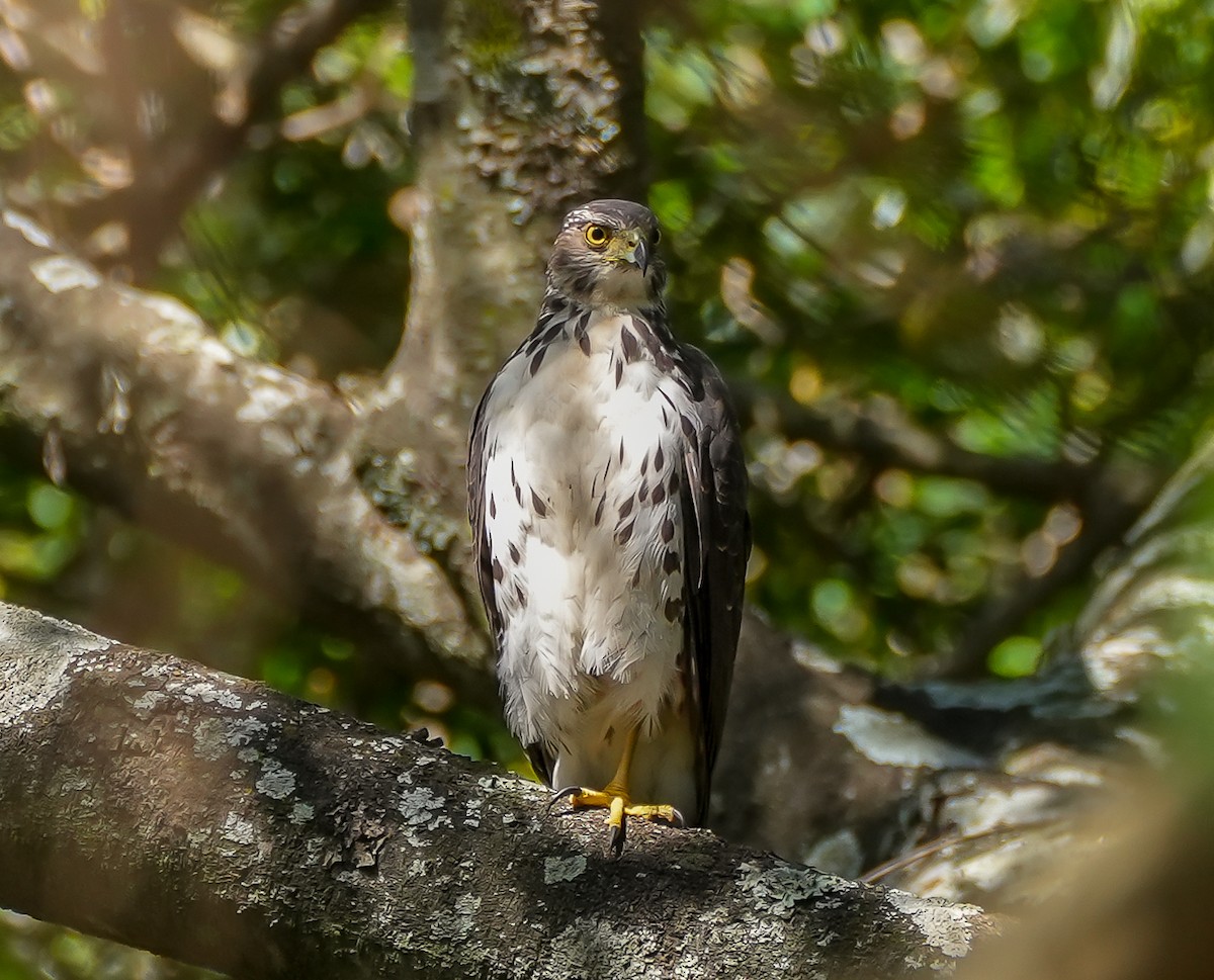 Bicolored Hawk - ML645474998