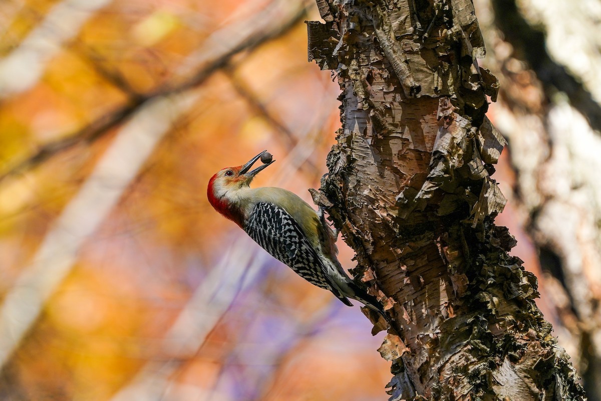 シマセゲラ - ML645475000