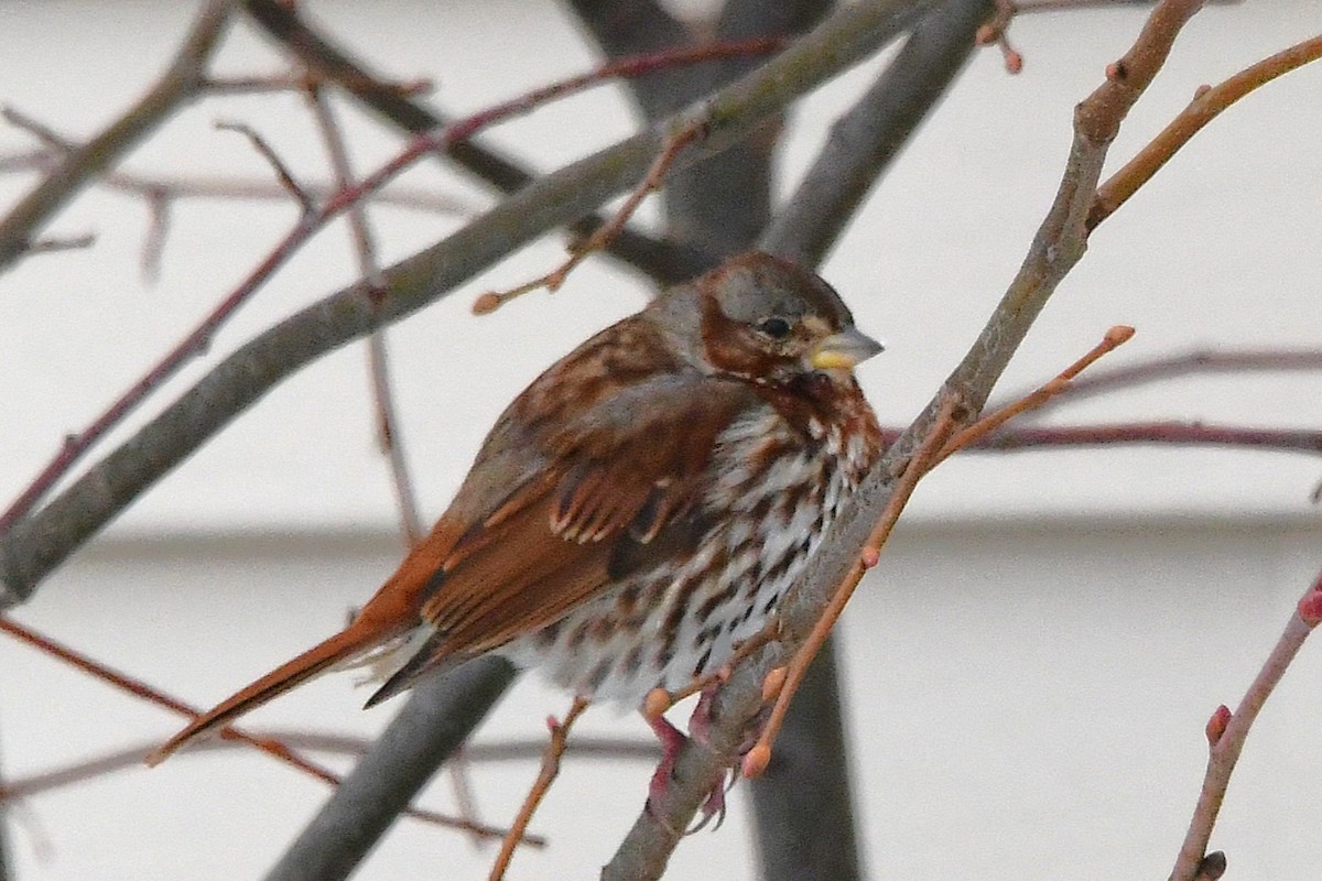 Fox Sparrow - ML645475002