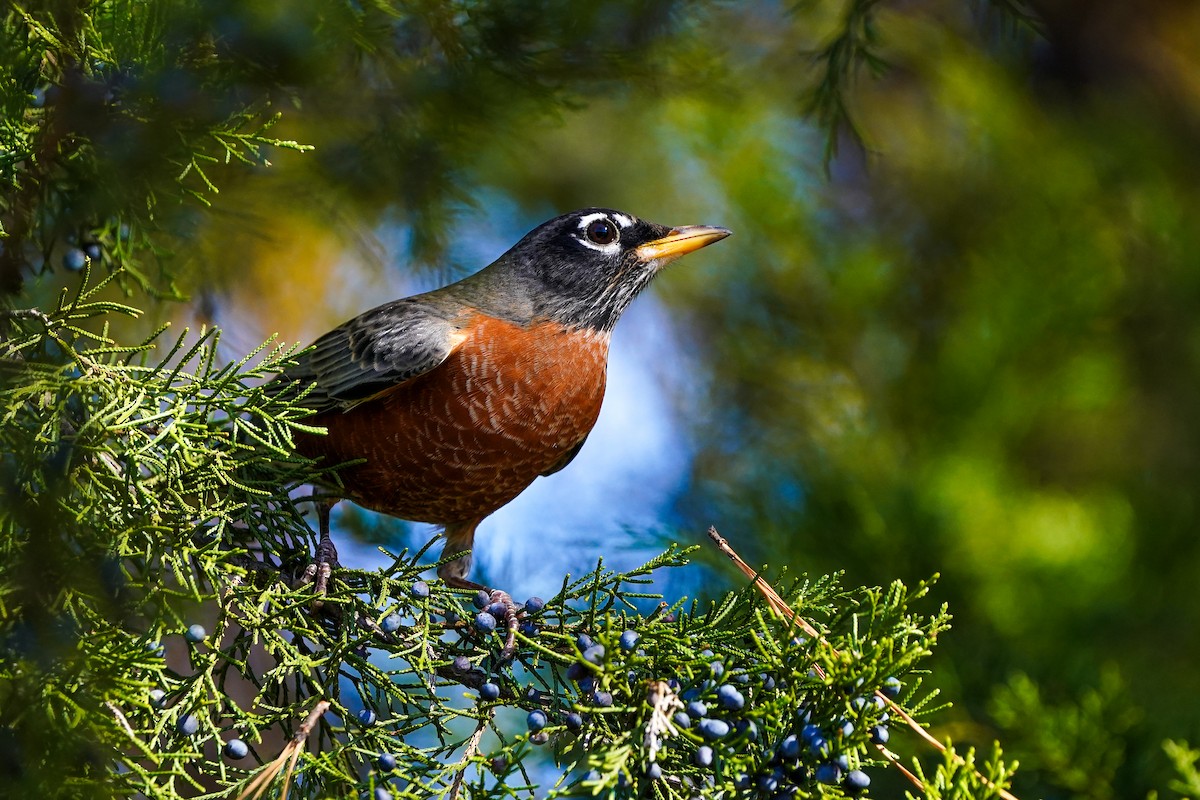 コマツグミ - ML645475007