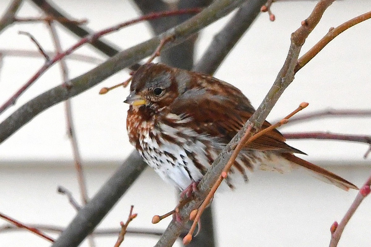 Fox Sparrow - ML645475023