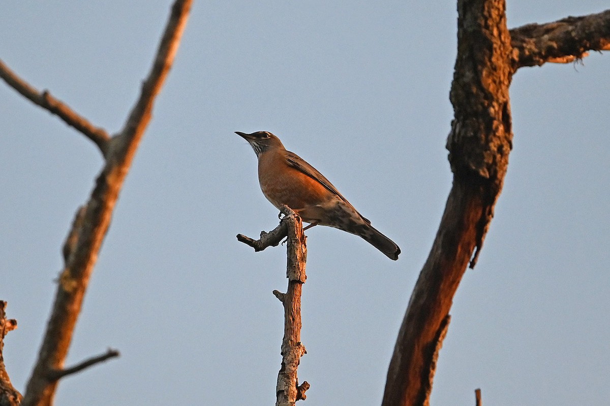 Wanderdrossel - ML645475027