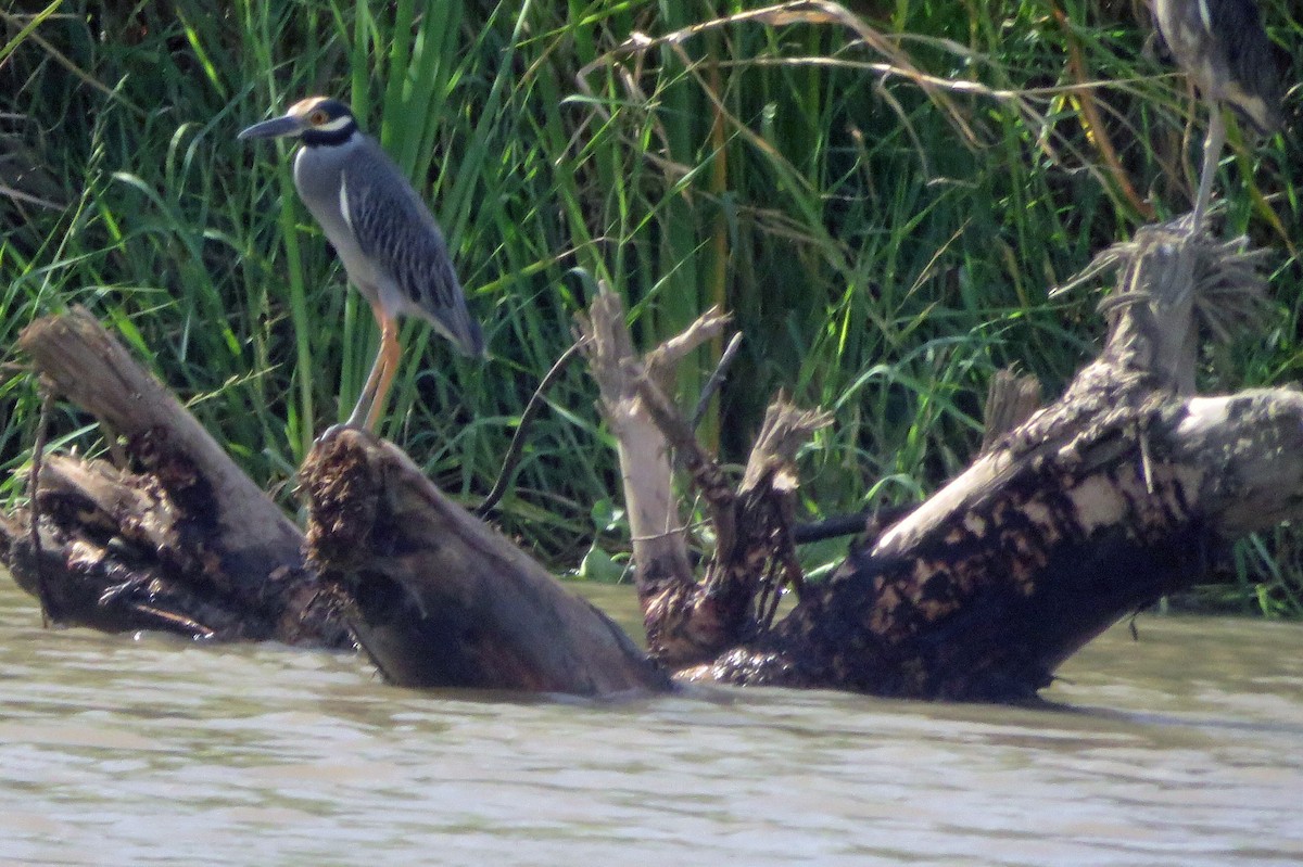 Yellow-crowned Night Heron - ML645475029
