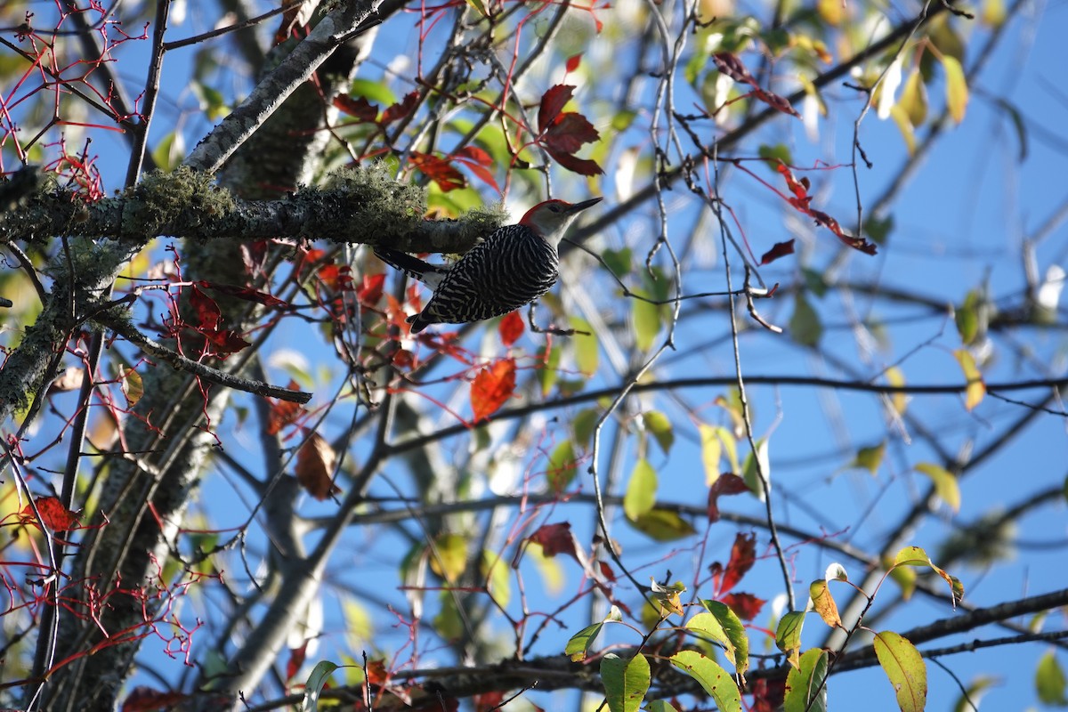 Red-bellied Woodpecker - ML645475030