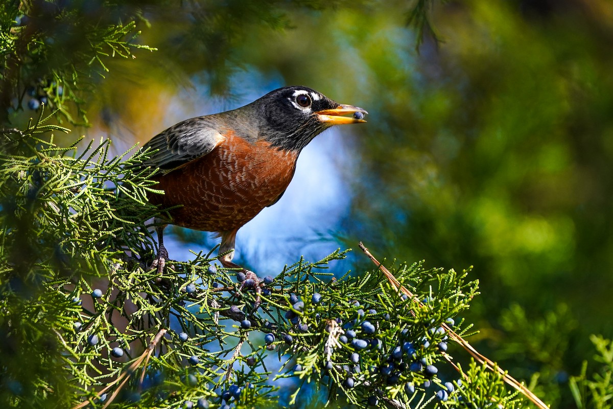 コマツグミ - ML645475033