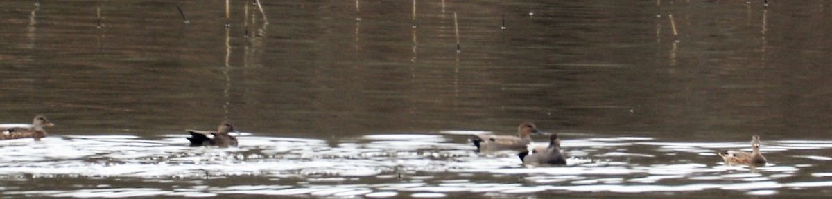 Boz Ördek - ML645475039