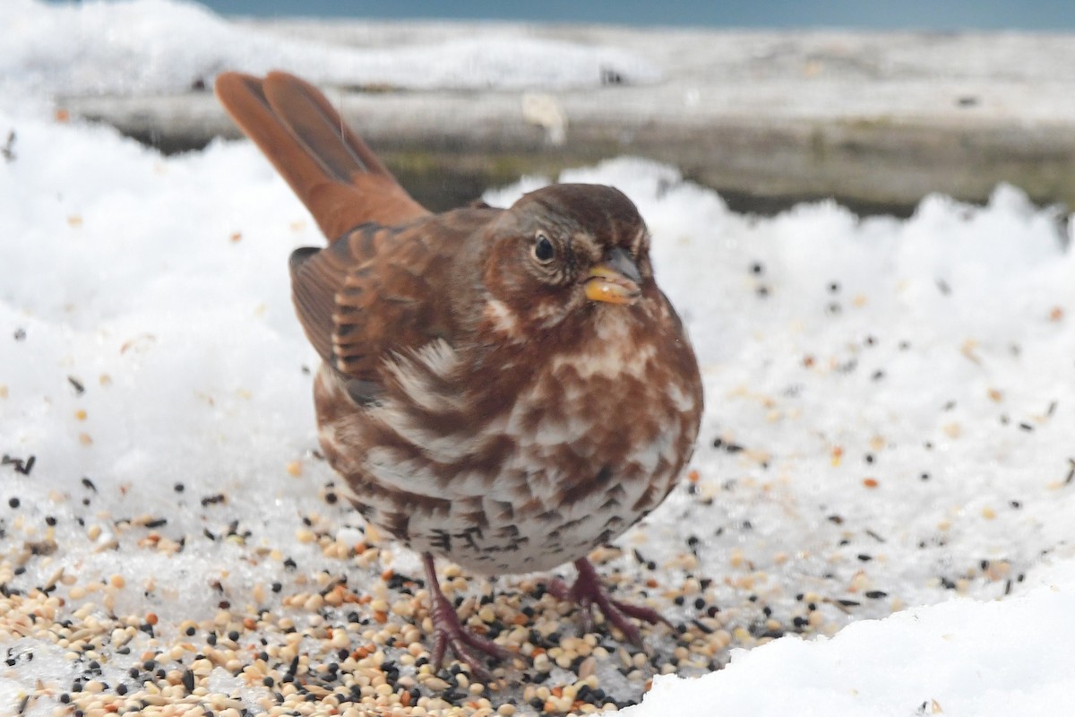 Fox Sparrow - ML645475042