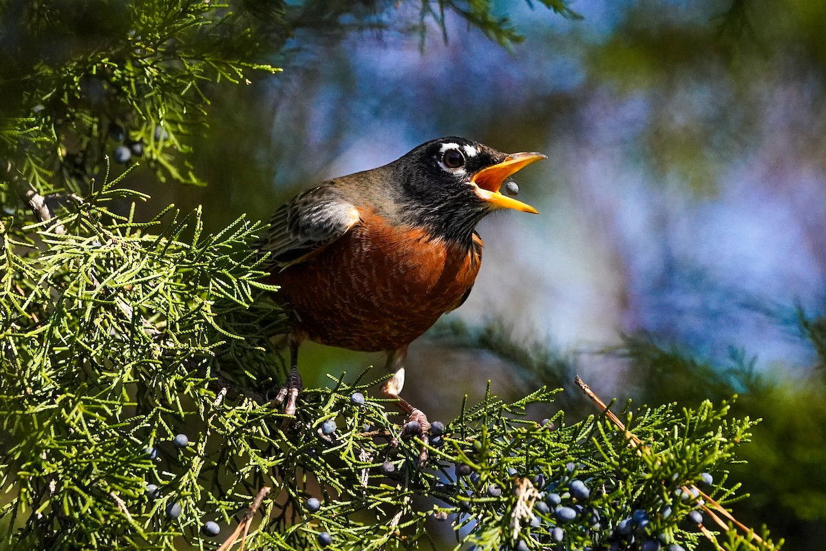 コマツグミ - ML645475045