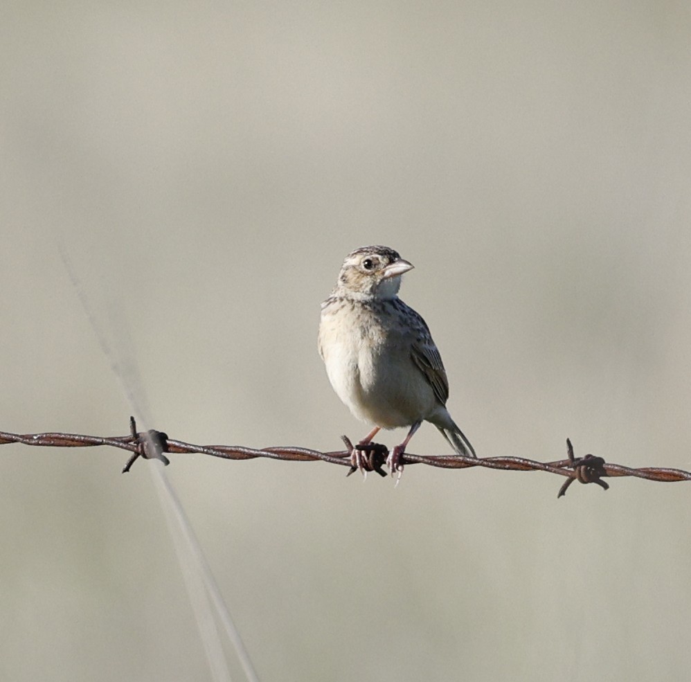 Singing Bushlark - ML645475051