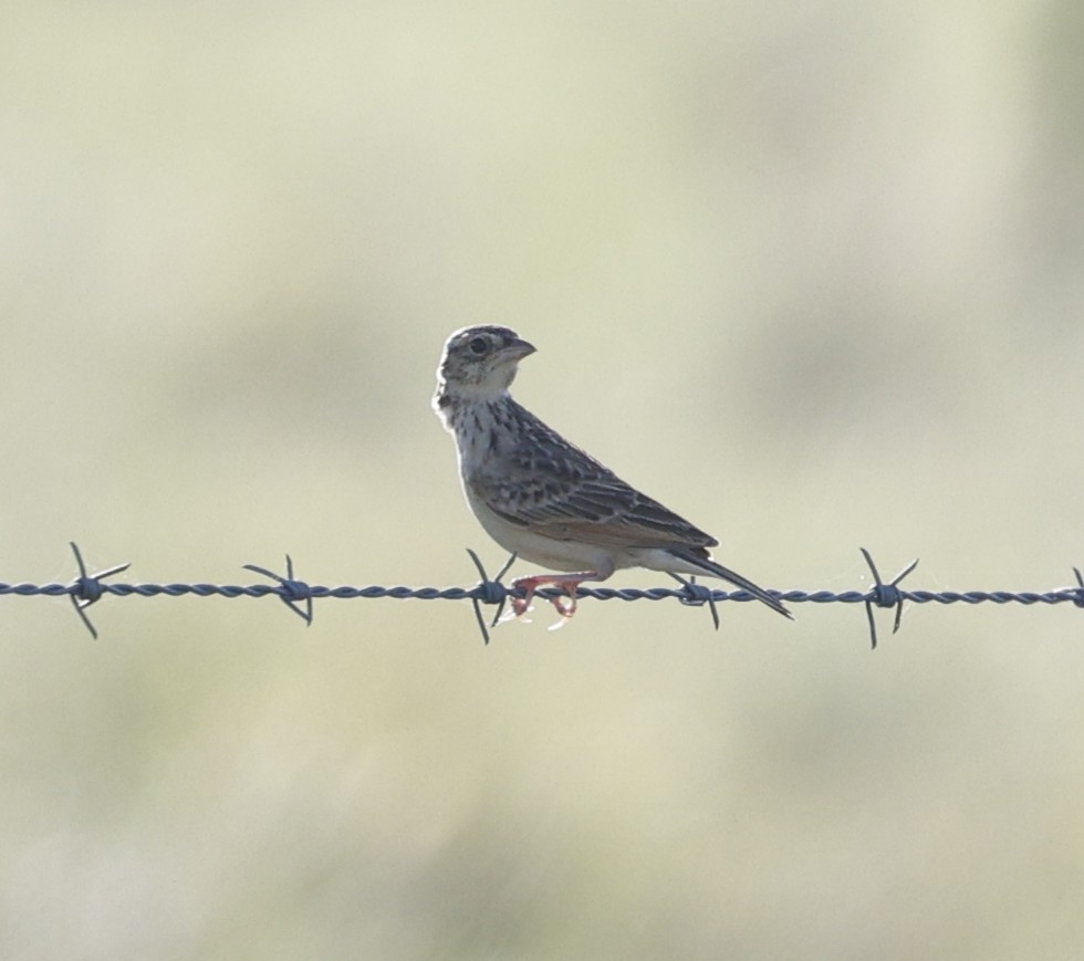 Singing Bushlark - ML645475052