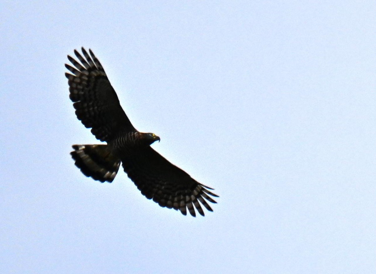 hákozobec neotropický - ML645475066