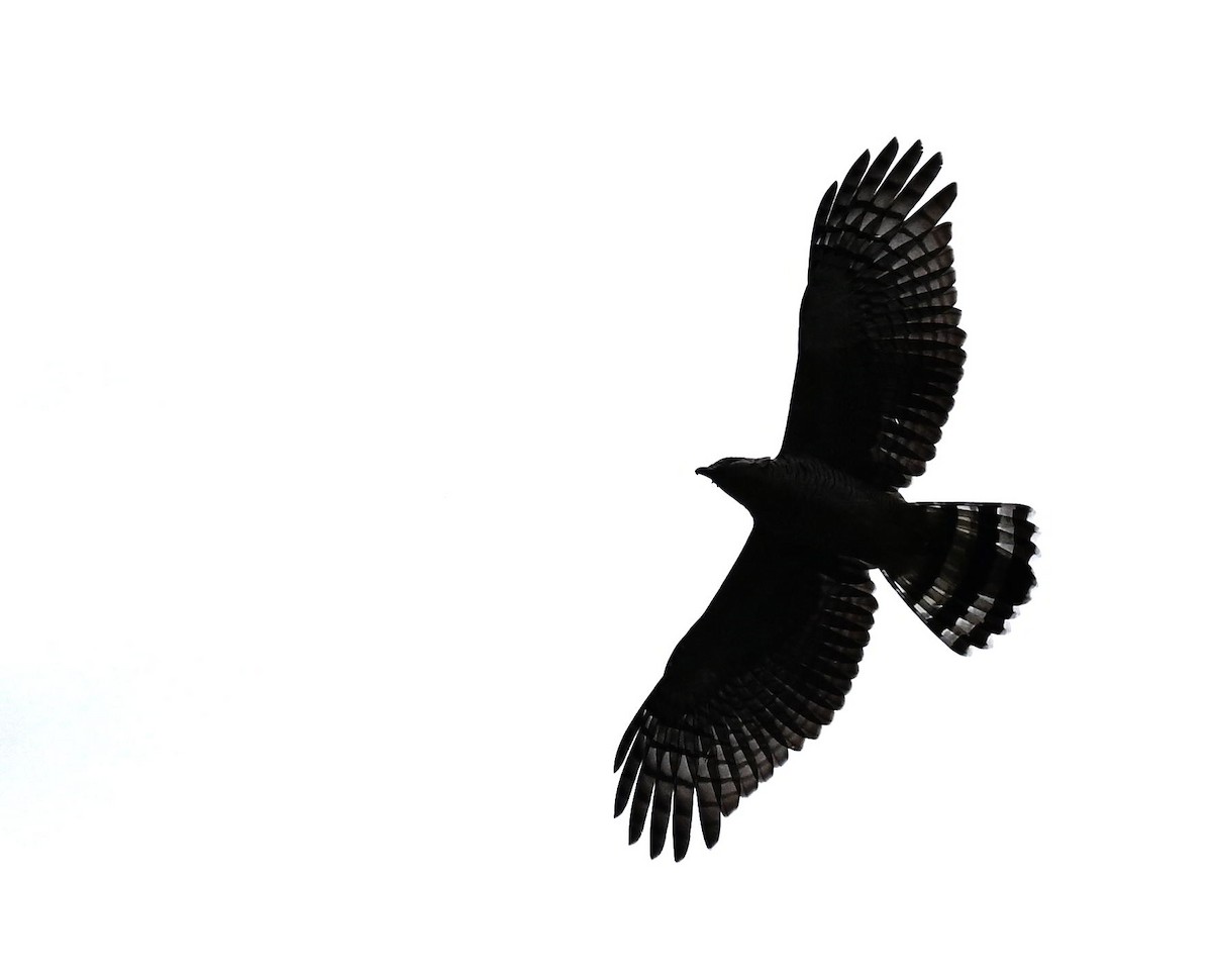 hákozobec neotropický - ML645475067