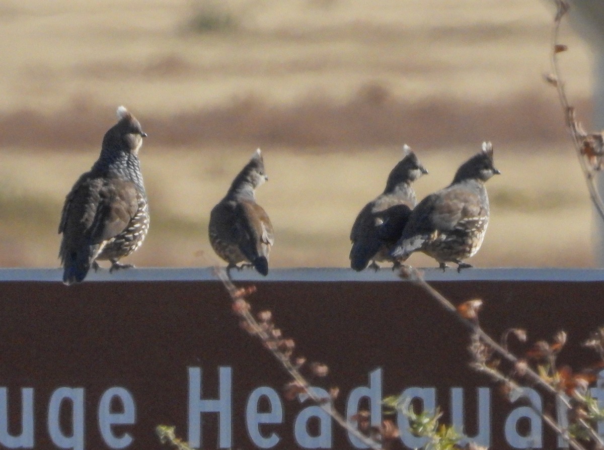 Scaled Quail - ML645475092