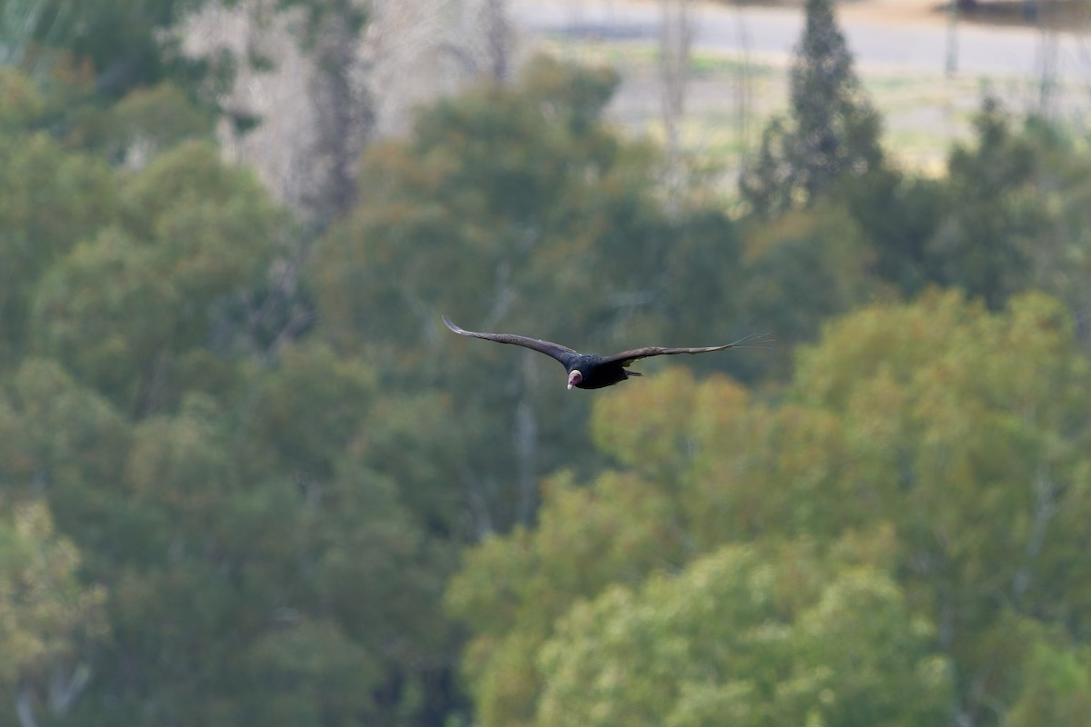 Turkey Vulture - ML645475105