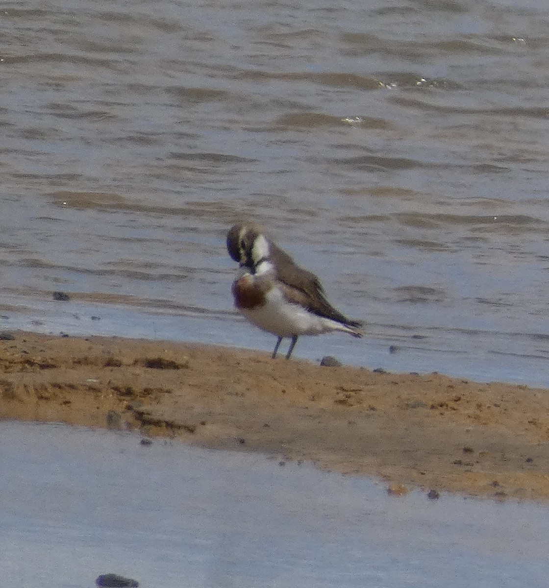 Double-banded Plover - ML645475114
