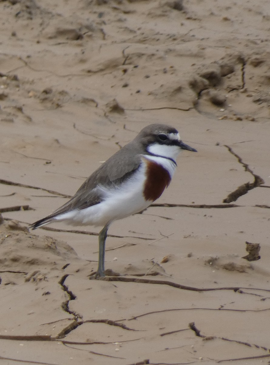 Double-banded Plover - ML645475115