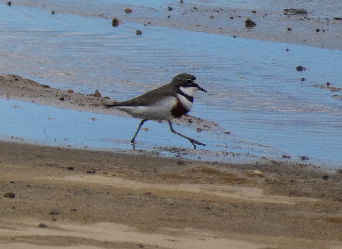 Double-banded Plover - ML645475116