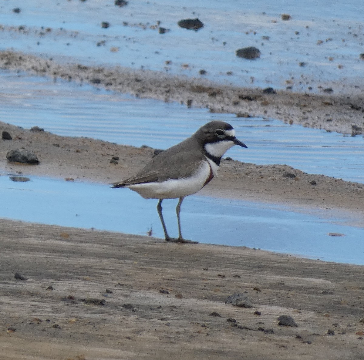 Double-banded Plover - ML645475117