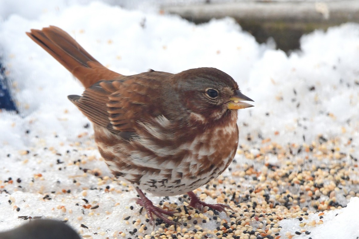 Fox Sparrow - ML645475119