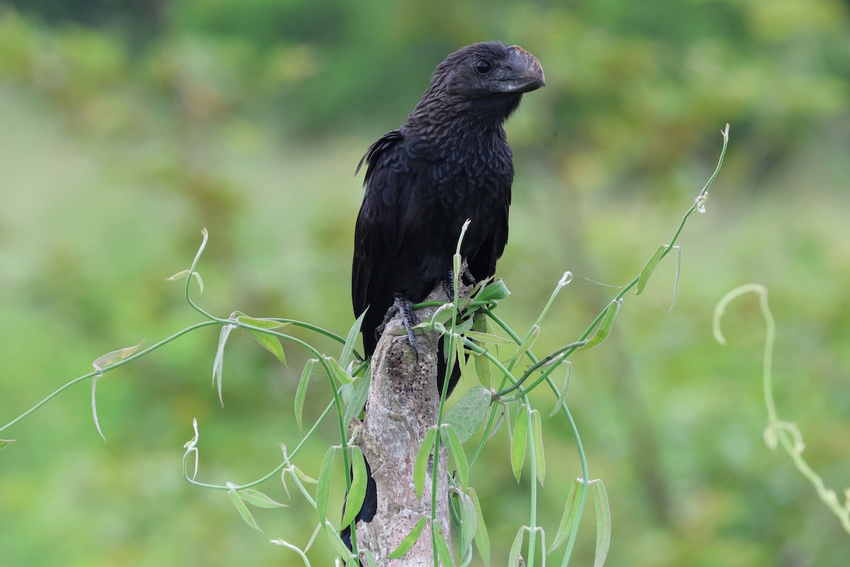 Smooth-billed Ani - ML645475124