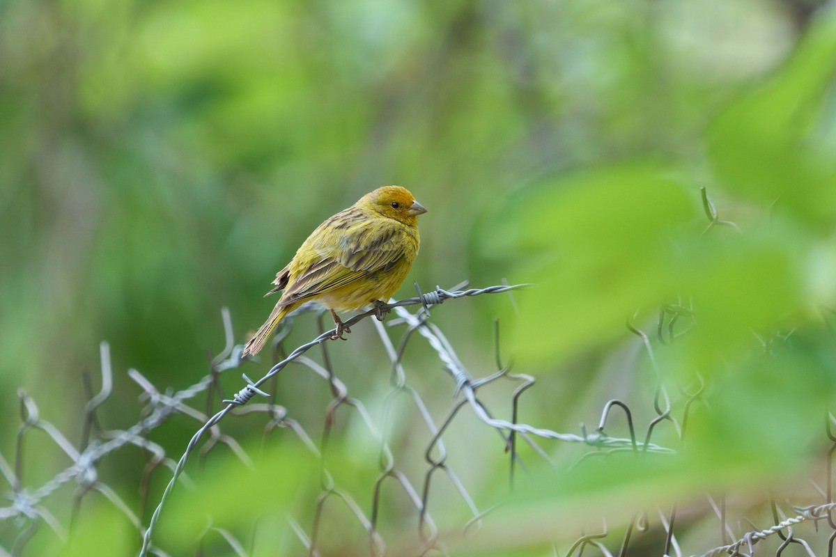 Saffron Finch - ML645475131