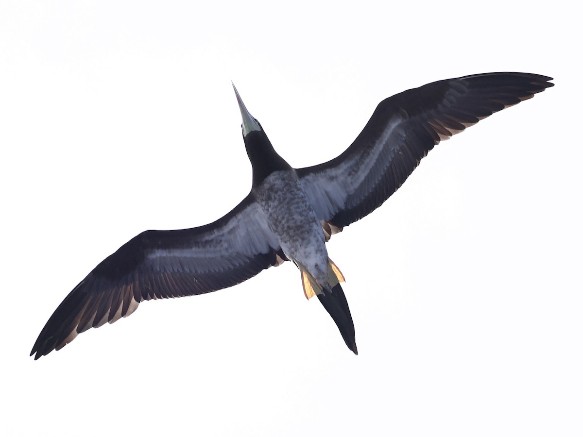 Brown Booby - ML645475133