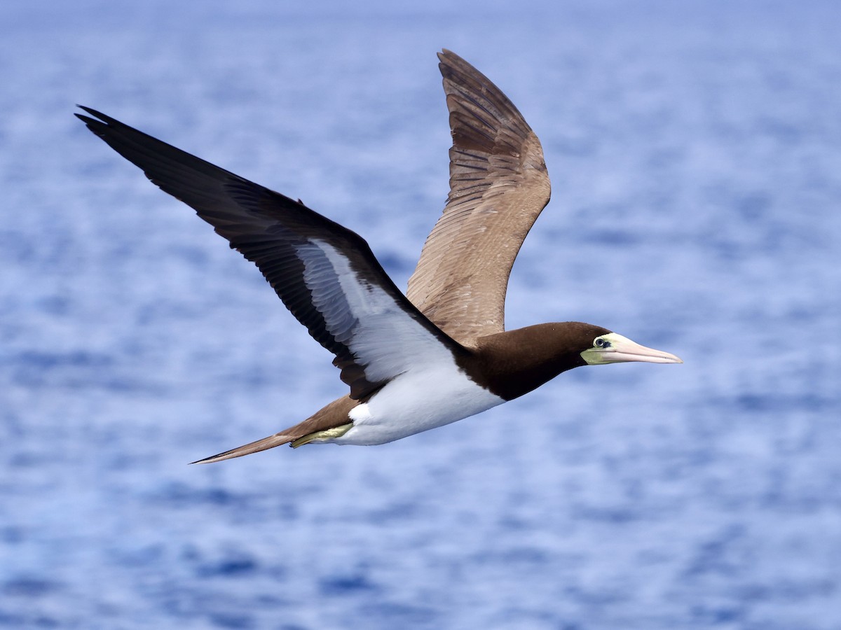 Brown Booby - ML645475134