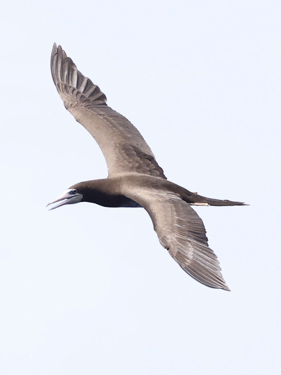 Brown Booby - ML645475135